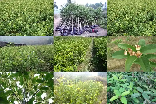 桂花什么品种最好最值钱的呢1683854082538