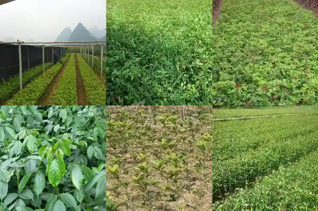 桂花比较好的品种有哪些1683854090266