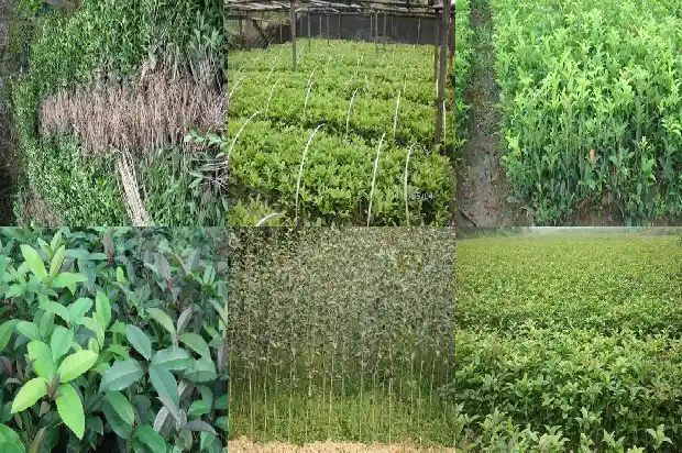 桂花耐荫耐寒吗1683854117516