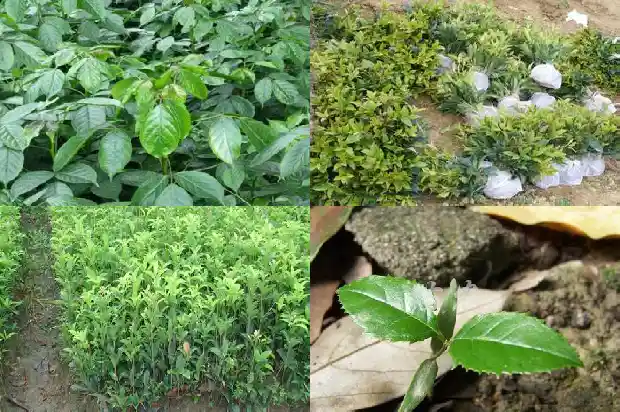 桂花耐荫耐寒吗1683854117564