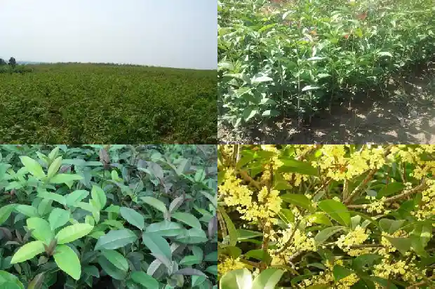 桂花耐荫耐寒吗1683854117612