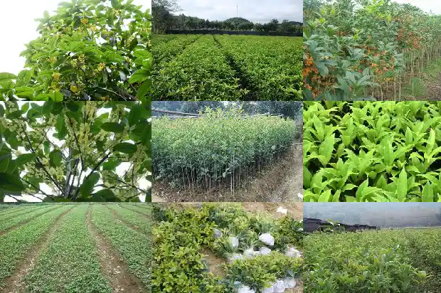 桂花耐荫耐寒吗1683854117659