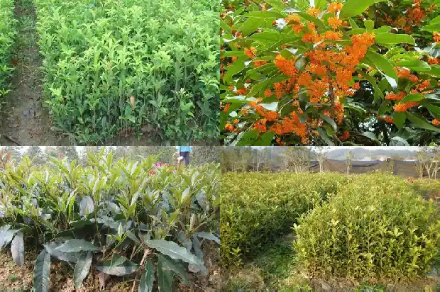 桂花最名贵的品种是什么树1683854137270
