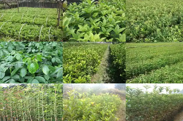 桂花最名贵的品种是什么树1683854137318