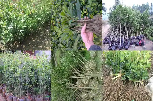 桂花最名贵的品种是什么树1683854137413