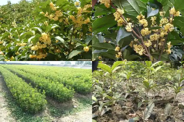 桂花最名贵的品种有哪些名字1683854147212