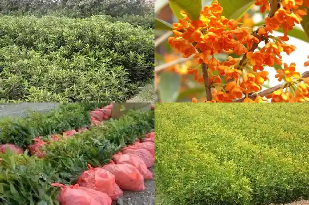 桂花最名贵的品种排名第一1683854159601