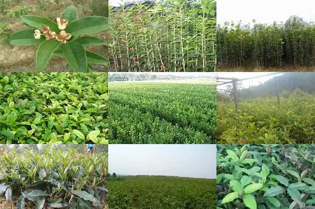 四十年的桂花树值多少钱一颗1690072406334