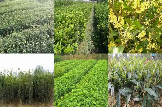 八月桂花树一年开几次花呀1688523391072