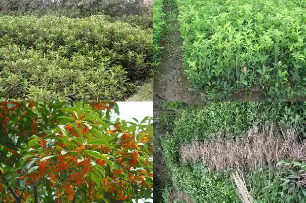 桂花最名贵的品种排名第一1683854159744