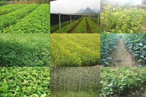 八月桂花香改为夸张句1689984714220
