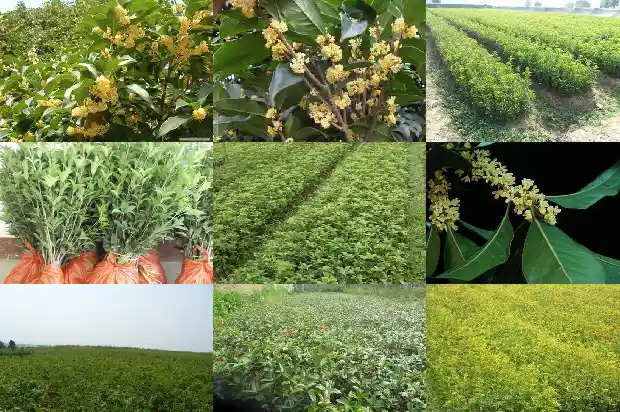 最贵的桂花是什么品种1683854181520