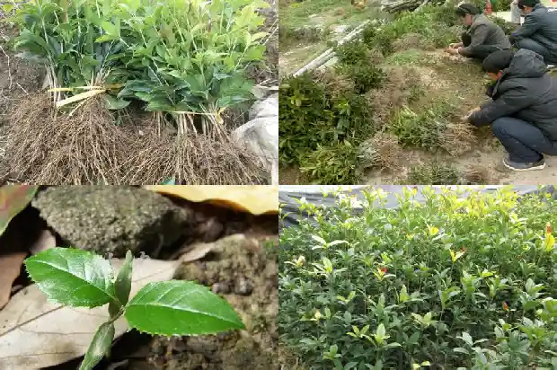 最贵的桂花是什么品种1683854181568