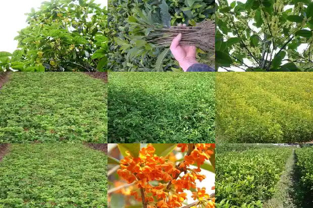 桂花的哪个品种更贵一些呢1683854189391