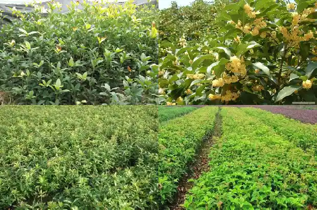 桂花哪个品种最香最贵的1683854201179