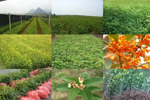 桂花哪个品种最香最贵的1683854201227