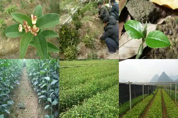 桂花哪个品种最香最贵的1683854201275