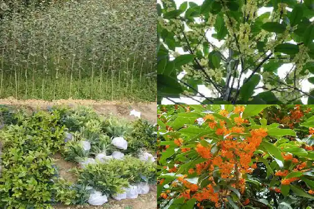 桂花树树桩被白蚁啃食了半边怎么救治1690417868473