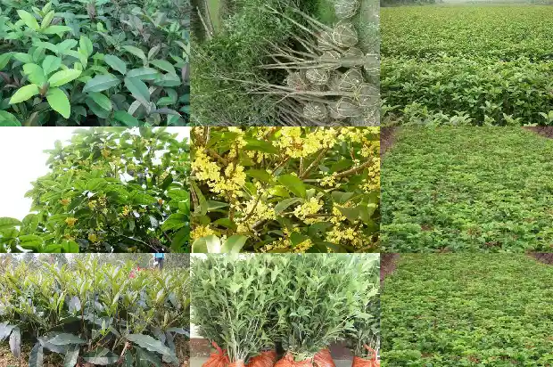 哪种桂花价格高些1683854210924
