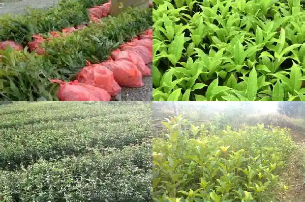 哪种桂花价格高一些1683936525859