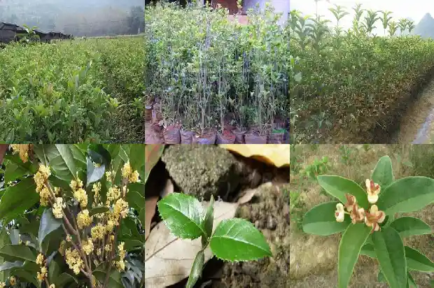 哪种桂花价格高一些1683936525877