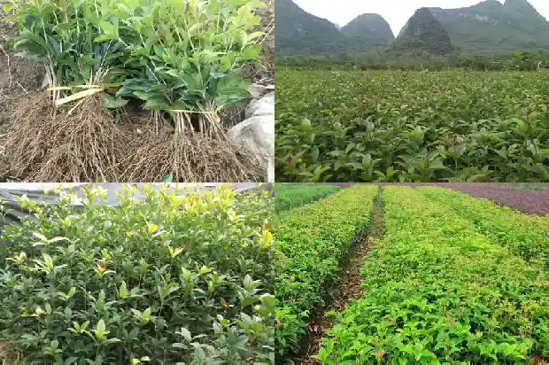 哪种桂花最名贵最好养1683936784836