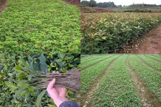 哪种桂花最名贵又好看1683936900993