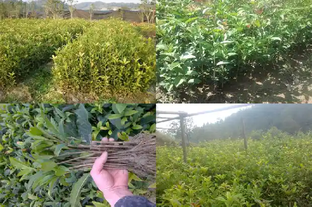 最好的桂花是哪一种1683936985087