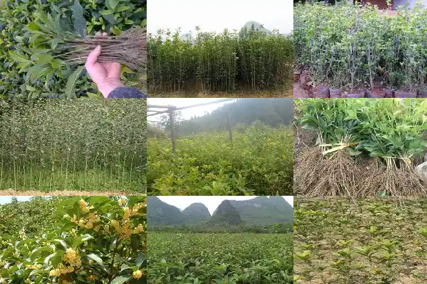 最好的桂花是哪一种1683936985135