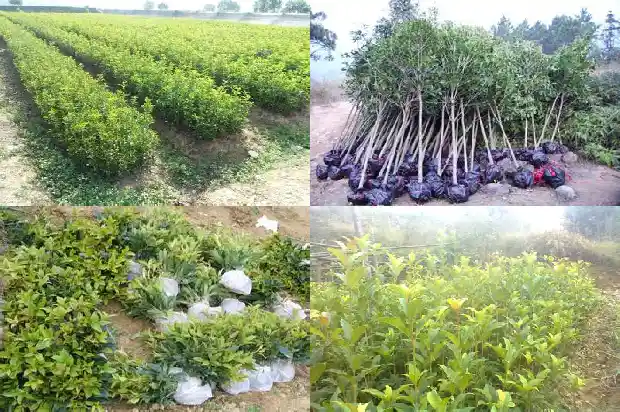 桂花树种在院子好不好1690245004499