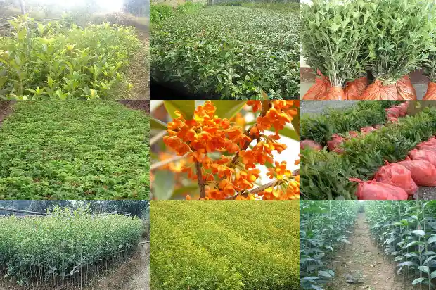哪种桂花最好养护1683937057307