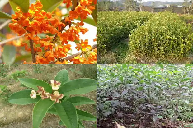 桂花哪种品种最好看1683937159236