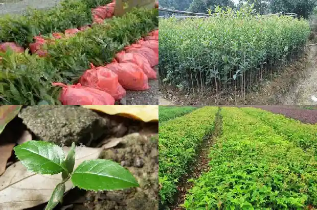 哪种桂花盆栽好养活1683937307255