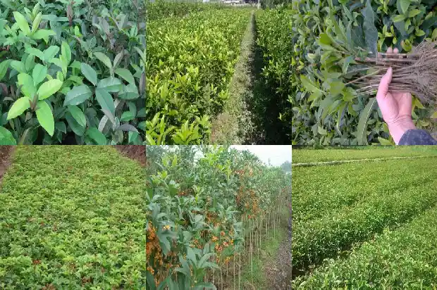 家中种桂花树好不好风水1683937403589