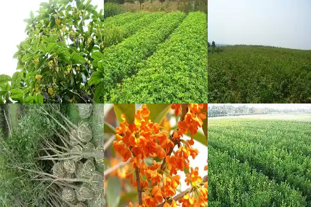 家中种桂花树好不好风水1683937403634