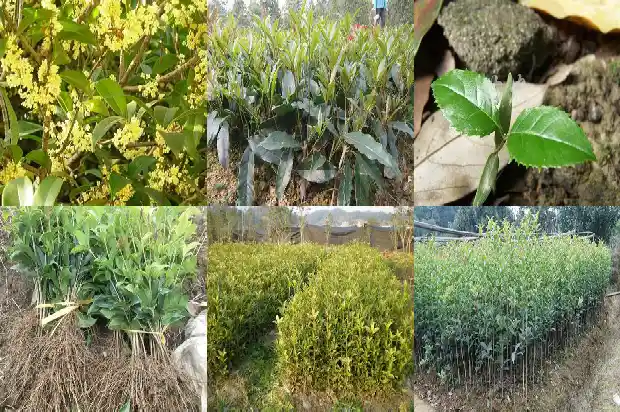 家中种桂花树好不好风水1683937403729