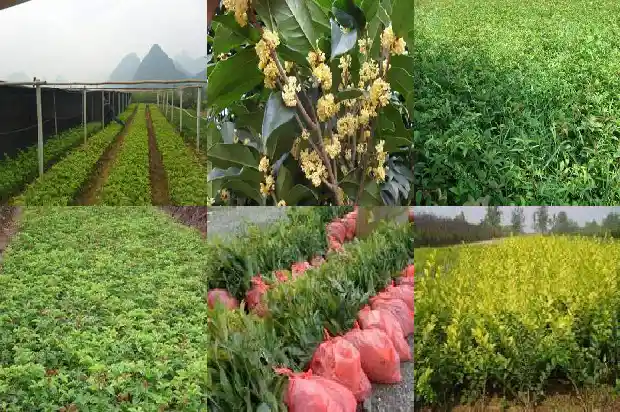 什么样的桂花值钱1683937580986