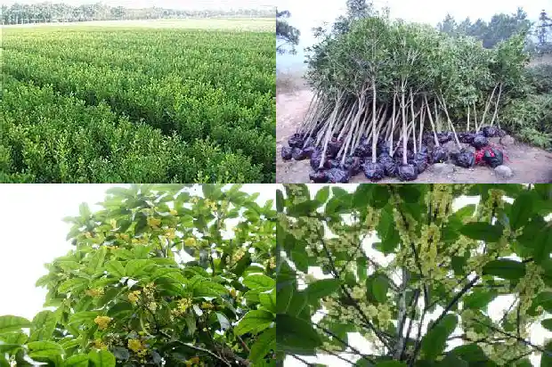 桂花什么品种最珍贵又好养1683937685219