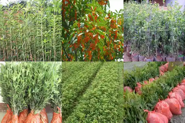桂花什么样的最好1683937795353