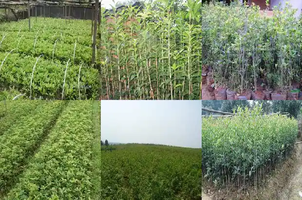 桂花什么样的最好1683937795448
