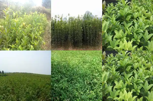 桂花香可以吃吗1689120840206