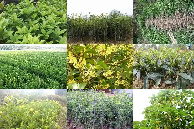 桂花种苗的价格是多少一棵1689985300581