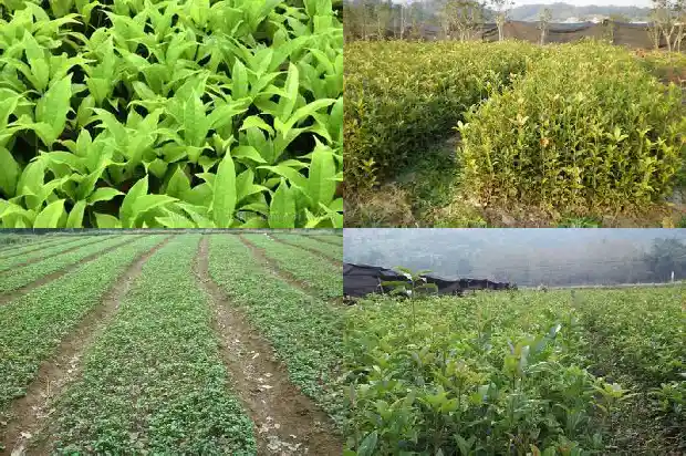 桂花哪个品种最好最香最便宜又好养活1683937916020