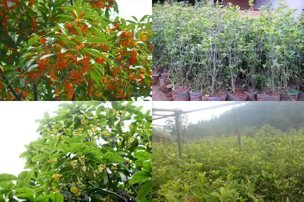 桂花哪个品种最好最香最便宜又好养活1683937916068