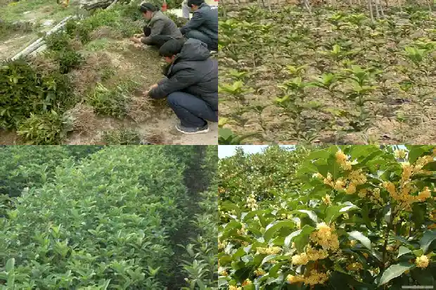 桂花哪个品种最好最香贵的1683937951818