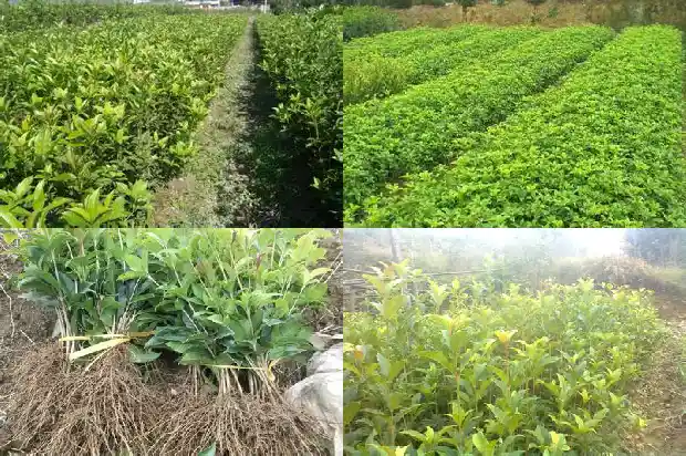 桂花哪种品种最香最好1683937982290