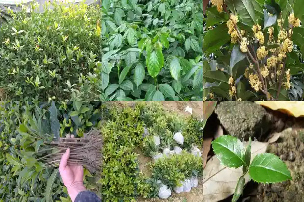 桂花哪种品种可以吃1683938013077