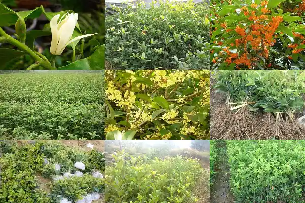 桂花哪个品种比较香又好养1683938048235