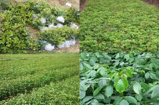 桂花哪个品种比较香又好养1683938048330