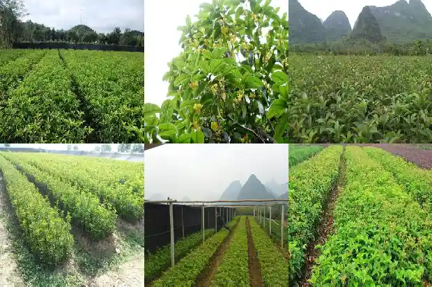 桂花冬季可以移植好吗1688521629895